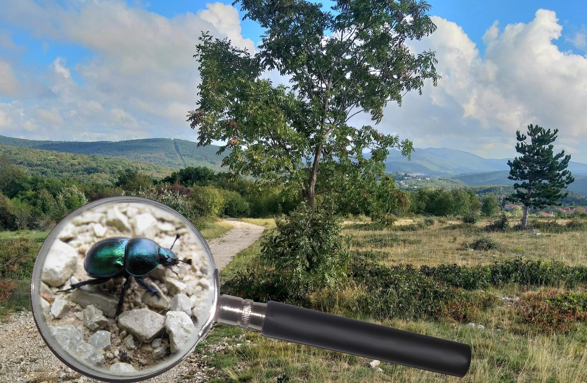 Carso In Autunno Il Mosaico Di Biodiversit Del Monte Cocusso Museo