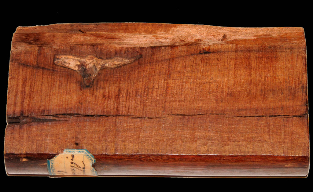 Campione di legno della xiloteca del Museo Civico di Storia Naturale di Trieste