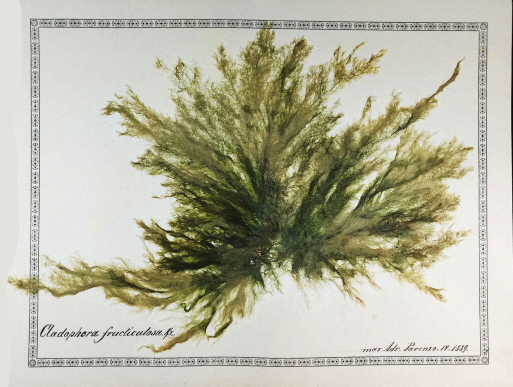 Alga della Collezione Alto Adriatico di Antonio Zaratin