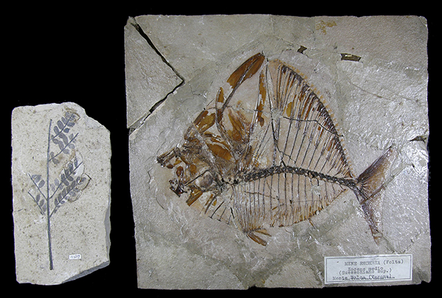 Fossili di Bolca