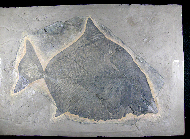 Pesce-fossile-di-Comeno